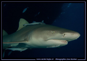 Lemon Shark at Tiger Beach.... :O)... by Michel Lonfat 